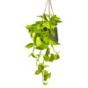 Epipremnum Aureum Neon - Golden Neon Pothos -Hortology Plants Shop Epipremnum aureum Neon Golden Neon Pothos Houseplant 15x40cm Plant Pot Patt Hanging Black Wash 20x17cm