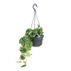 Epipremnum Pictum Argyraeus - Satin Pothos -Hortology Plants Shop Epipremnum pictum Argyraeus Satin Pothos 15x40cm 3