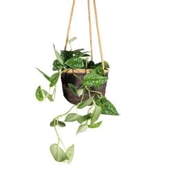 Epipremnum Pictum Argyraeus - Satin Pothos -Hortology Plants Shop Epipremnum pictum Argyraeus Satin Pothos 15x40cm Igmar Hanging Plant Basket Grey 17x14cm
