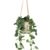 Epipremnum Pictum Argyraeus - Satin Pothos 2 Epipremnum Pictum Argyraeus - Satin Pothos -Hortology Plants Shop Epipremnum pictum Argyraeus Satin Pothos Charlie Hanging Plant Pot Grey Washed