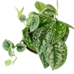 Epipremnum Pictum Argyraeus - Satin Pothos -Hortology Plants Shop Epipremnum pictum Argyraeus Satin Pothos Leaves