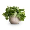 Epipremnum Pictum Silvery Ann - Satin Pothos -Hortology Plants Shop Epipremnum pictum Silvery Ann Satin Pothos 14x35cm Ryan Plant Pot White Black 18x16cm d54772ed 2d0c 4927 9268 6b7ff02fb80f