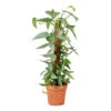 Epipremnum Pinnatum - Cebu Blue Pothos - Moss Pole 1 Epipremnum Pinnatum - Cebu Blue Pothos - Moss Pole -Hortology Plants Shop Epipremnum pinnatum Cebu Blue Pothos Moss Pole 17x60cm