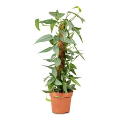 Epipremnum Pinnatum - Cebu Blue Pothos - Moss Pole