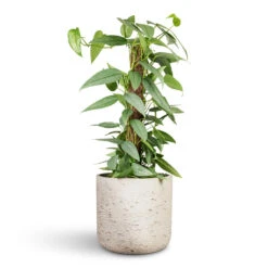 Epipremnum Pinnatum - Cebu Blue Pothos - Moss Pole -Hortology Plants Shop Epipremnum pinnatum Cebu Blue Pothos Moss Pole 17x60cm Charlie Plant Pot Grey Washed 25x24cm