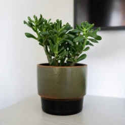 Erik Plant Pot - Dark Olive 20 Erik Plant Pot - Dark Olive -Hortology Plants Shop Erik Olive 2