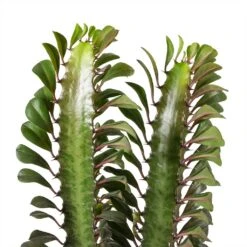 Euphorbia Trigona Rubra - African Milk Tree -Hortology Plants Shop Euphorbia Trigona African Milk Tree Leaves