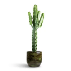 Sanna Plant Pot - Moss Green -Hortology Plants Shop Euphorbia erytrea Desert Cactus 19 70cm Sanna Plan Pot Moss Green 31x26cm 96050d4d 1143 4ba6 8a9a d2c52f9aabc0