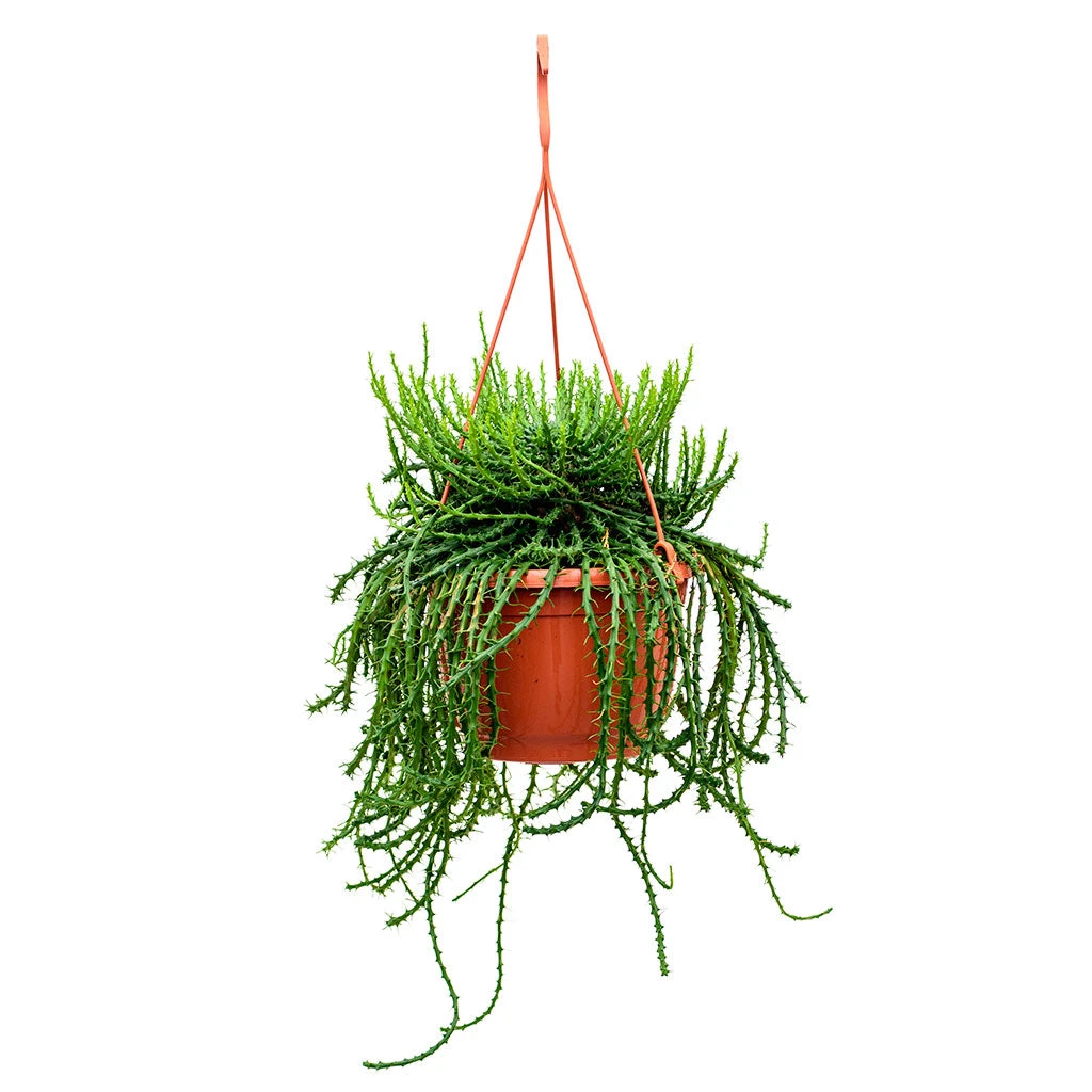 Euphorbia Flanaganii - Medusa Plant 10 Euphorbia Flanaganii - Medusa Plant - Image 8