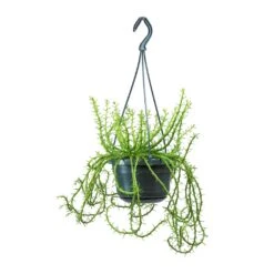 Euphorbia Flanaganii - Medusa Plant 17 Euphorbia Flanaganii - Medusa Plant -Hortology Plants Shop Euphorbia flanaganii Medusa Plant Large 0b1fb7ed db6e 40b8 b7e5 a81accee906b