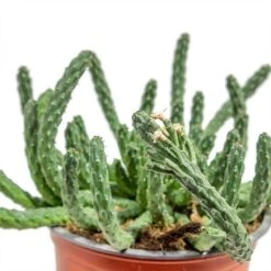 Euphorbia Flanaganii - Medusa Plant 16 Euphorbia Flanaganii - Medusa Plant -Hortology Plants Shop Euphorbia flanaganii Medusa Plant close up