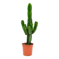 Euphorbia Ingens - Candelabra Tree -Hortology Plants Shop Euphorbia ingens Candelabra Tree 24x80cm