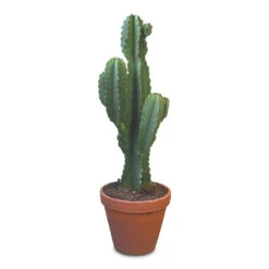 Euphorbia Ingens - Candelabra Tree -Hortology Plants Shop Euphorbia ingens Candelabra Tree 27x80cm