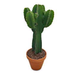 Euphorbia Ingens - Candelabra Tree -Hortology Plants Shop Euphorbia ingens Candelabra Tree 31x85cm