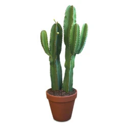 Euphorbia Ingens - Candelabra Tree -Hortology Plants Shop Euphorbia ingens Candelabra Tree 35x135cm