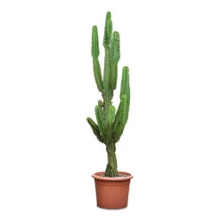 Euphorbia Ingens - Candelabra Tree -Hortology Plants Shop Euphorbia ingens Candelabra Tree 40x190cm