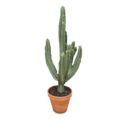 Euphorbia Ingens - Candelabra Tree -Hortology Plants Shop Euphorbia ingens Candelabra Tree 43x170cm