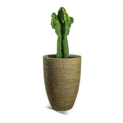 Euphorbia Ingens - Candelabra Tree -Hortology Plants Shop Euphorbia ingens Candelabra Tree Ben Plant Pot Straw Grass
