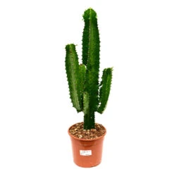 Euphorbia Tetra -Hortology Plants Shop Euphorbia tetra 55cm
