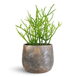 Jules Plant Pot - Smoked Earth 14 Jules Plant Pot - Smoked Earth -Hortology Plants Shop Euphorbia tirucalli Pencil Cactus 12x30cm Jules Pot Earth 18x15cm