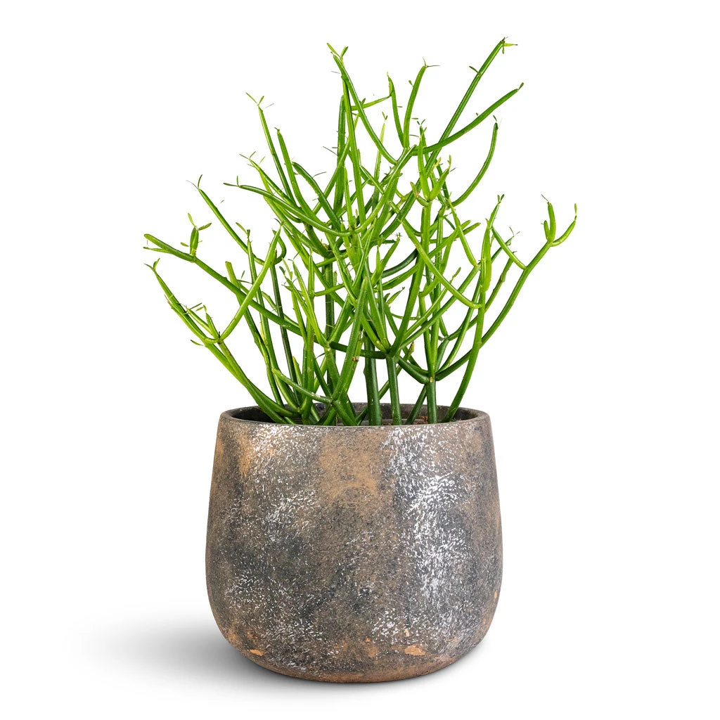 Jules Plant Pot - Smoked Earth 5 Jules Plant Pot - Smoked Earth - Image 3