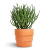 Euphorbia Tirucalli - Pencil Cactus 2 Euphorbia Tirucalli - Pencil Cactus -Hortology Plants Shop Euphorbia tirucalli Pencil Cactus 15x35cm Boston Tiered Plant Pot Terracotta 19x16cm