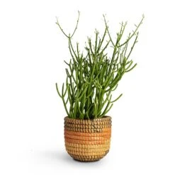 Euphorbia Tirucalli - Pencil Cactus -Hortology Plants Shop Euphorbia tirucalli Pencil Cactus 15x35cm Jane Plant Baskets Set5 Desert 9b1f2e78 53e4 4875 b1fe 945f2b5a4492