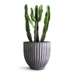 Euphorbia Triangularis -Hortology Plants Shop Euphorbia triangularis 14x40cm Lagos Plant Pot Anthracite 20x20cm