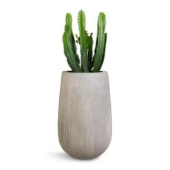 Patt High Ridged Planter - Cement 20 Patt High Ridged Planter - Cement -Hortology Plants Shop Euphorbia triangularis 17x45cm Patt High Plant Vase Ridged Cement 29x43cm 1043ac87 2b0e 4dcf a4a6 115a3f55ef9f