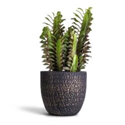 Euphorbia Trigona Rubra - African Milk Tree -Hortology Plants Shop Euphorbia trigon rubra Africa Milk Tree 12x25cm Rinca Plant Pot Shiny Black 17x15cm