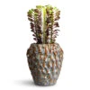 Euphorbia Trigona Rubra - African Milk Tree 2 Euphorbia Trigona Rubra - African Milk Tree -Hortology Plants Shop Euphorbia trigona rubra African Milk Tree 12x25cm Rachel Pot Ocean 21x23cm