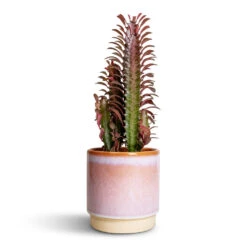Euphorbia Trigona Rubra - African Milk Tree -Hortology Plants Shop Euphorbia trigona rubra African Milk Tree 12x30cm Copenhagen Plant Pot Pink 135x14cm 00d9f1aa ed23 4d5a 9f85 74f673de31a7