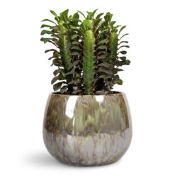 Euphorbia Trigona Rubra - African Milk Tree -Hortology Plants Shop Euphorbia trigona rubra African Milk Tree 12x30cm Odile Plant Pot Green 19x14cm