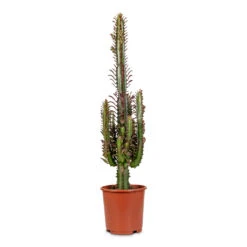 Euphorbia Trigona Rubra - African Milk Tree -Hortology Plants Shop Euphorbia trigona rubra African Milk Tree 17x70cm