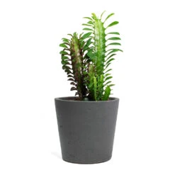 Euphorbia Trigona Rubra - African Milk Tree -Hortology Plants Shop Euphorbia trigona rubra African Milk Tree Mini Bucket Plant Pot Black Washed 3b9ecc55 6a18 48f4 9b7f e55bedab77da