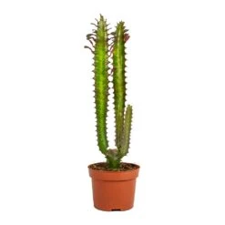 Euphorbia Trigona Rubra - African Milk Tree -Hortology Plants Shop Euphorbia trigona rubra African Milk Tree No Leaves