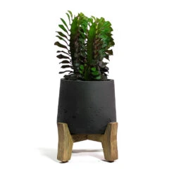 Patt Plant Pot - Low Stand - Black Washed 15 Patt Plant Pot - Low Stand - Black Washed -Hortology Plants Shop Euphorbia trigona rubra African Milk Tree Patt Plant Pot Low Stand Black Washed