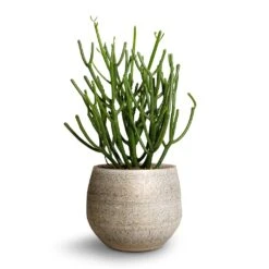 Euphorbia Tirucalli - Pencil Cactus -Hortology Plants Shop Euphorbie tirucalli Pencil Cactus 15x35cm Noor Plant Pot Metallic Grey 19x16cm ef5f0d48 74e3 4386 9dfc d2310cbc8dee