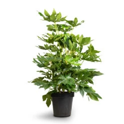 Fatsia Japonica - Japanese Aralia 22 Fatsia Japonica - Japanese Aralia -Hortology Plants Shop Fatsia japonica Japanese Aralia 24x80cm