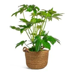 Fatsia Japonica - Japanese Aralia 19 Fatsia Japonica - Japanese Aralia -Hortology Plants Shop Fatsia japonica Japanese Aralia Nelis camel basket Plant Pot