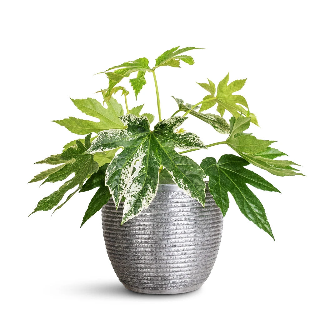 Elise Metal Plant Pot - Lead 10 Elise Metal Plant Pot - Lead - Image 8