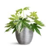 Fatsia Japonica - Variegated Japanese Aralia 2 Fatsia Japonica - Variegated Japanese Aralia -Hortology Plants Shop Fatsia japonica Variegated 17x40cm Elise Metal Pot Lead 21x16cm