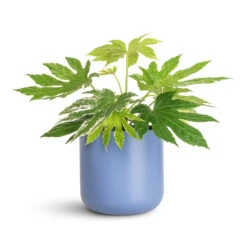 Lisbon Plant Pot - Powder Blue 22 Lisbon Plant Pot - Powder Blue -Hortology Plants Shop Fatsia japonica Variegated 17x40cm Lisbon Pot Powder Blue 18.5x18.5cm 1