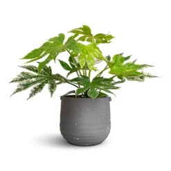 Aurora Terrazzo Handle Plant Pot - Slate 10 Aurora Terrazzo Handle Plant Pot - Slate -Hortology Plants Shop Fatsia japonica Variegated Japanese Aralia 17x40cm Aurora Terrazzo Handle Plant Pot Slate 19x17cm a1984fa8 01f2 4c80 912e 681c6b9497ed