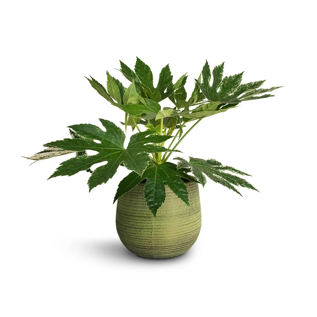 Lydia Plant Pot - Shiny Green 21 Lydia Plant Pot - Shiny Green - Image 19