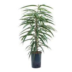 Ficus Alii - HydroCare -Hortology Plants Shop Ficus Alii Hydroculture 15 19x75cm