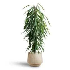 Ficus Alii - HydroCare -Hortology Plants Shop Ficus Alii Hydroculture Raindrop Tube Round Planter Stone