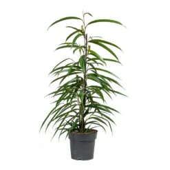 Ficus Alii - Long Leafed Fig -Hortology Plants Shop Ficus Alii Long Leafed Fig 17x70cm