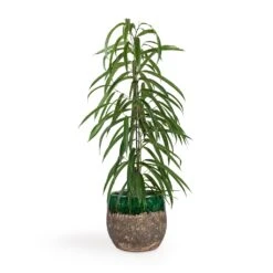 Ficus Alii - Long Leafed Fig -Hortology Plants Shop Ficus Alii Long Leafed Fig 17x70cm Lindy Plant Pot Black Green 23x20cm