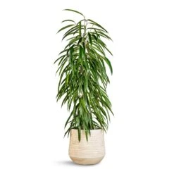 Dune Darcy Planter - Oat 21 Dune Darcy Planter - Oat -Hortology Plants Shop Ficus Alii Long Leafed Fig 21x100cm Dune Darcy Planter Oat 30x26cm 06183c2f de98 4ecb b657 120f9a49dfe4